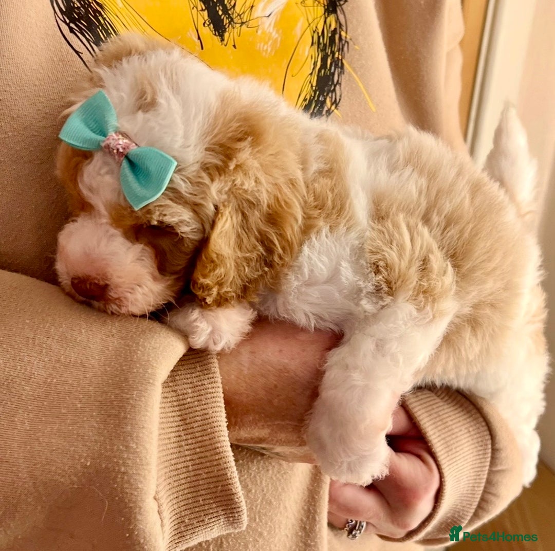 Cavapoo dogs for sale: TOY Fluffy Cavapoo’s From Health Tested Parents - Image 23