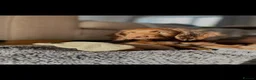 Cockapoo dogs for sale: Beautiful cockapoo  in Grimsby - Advert 6
