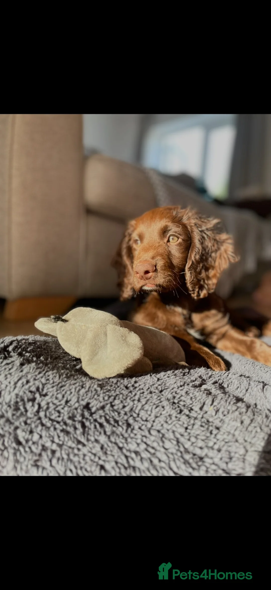 Cockapoo dogs for sale: Beautiful cockapoo  in Grimsby - Advert 6