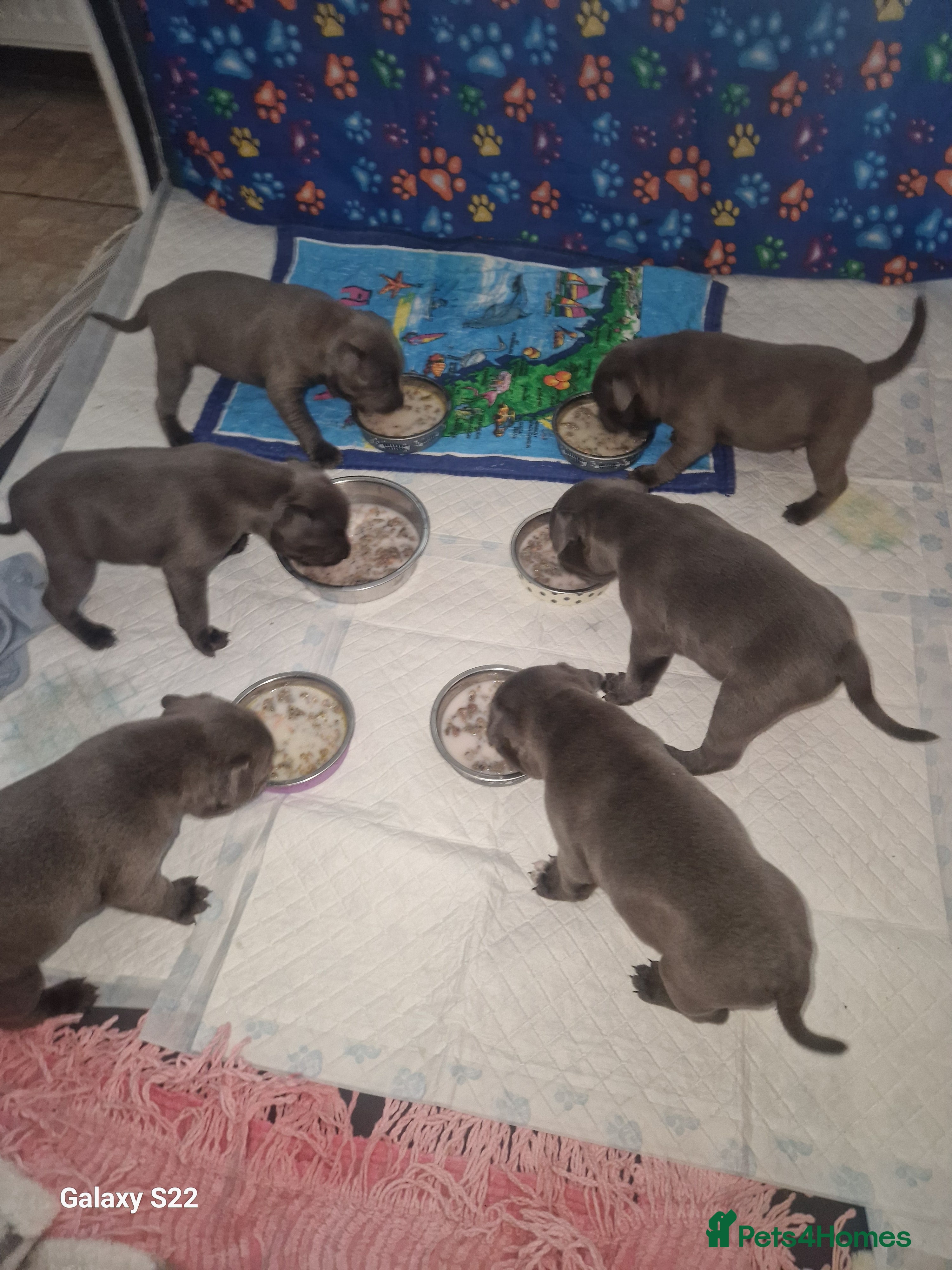 Staffordshire Bull Terrier dogs 2 champion blue blood lines crossed - Advert 13