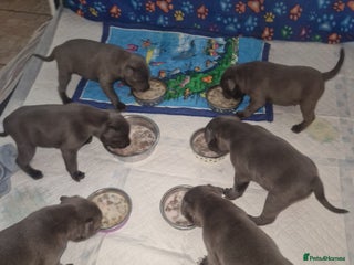 Staffordshire Bull Terrier dogs 2 champion blue blood lines crossed - Advert 8