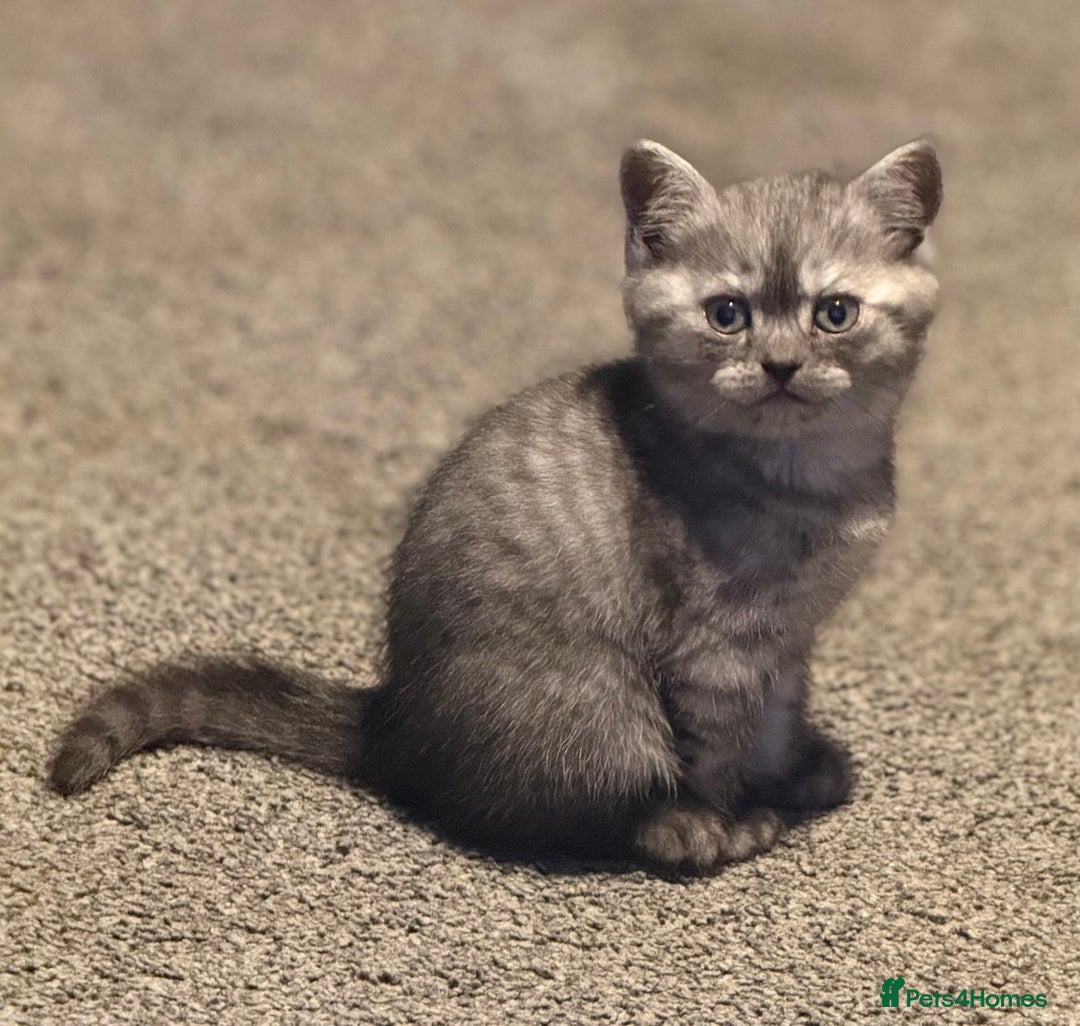 British Shorthair cats for sale: 1 Smoky Female British shorthair  - Image 3