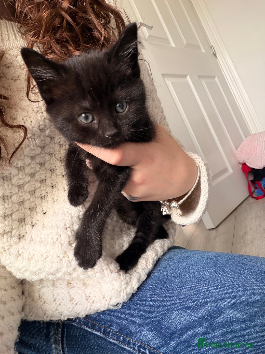 British Shorthair cats for sale: 2 female tabby kittens  - Advert 5