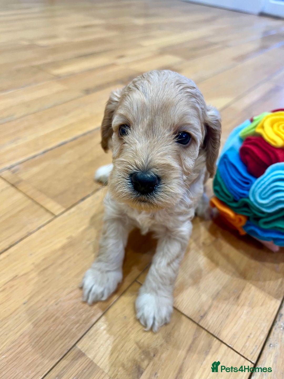 Cockapoo dogs for sale: ♥️Fabulous Toy Cockapoo Puppies Kc Reg Parents - Advert 10
