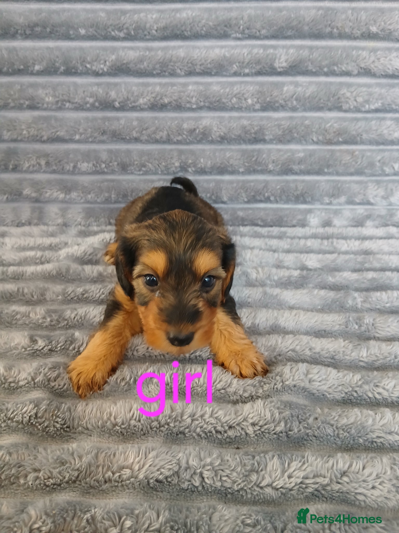 Mixed Breed dogs for sale: 8 dachshund x jack Russel puppies  in Henfield - Advert 6