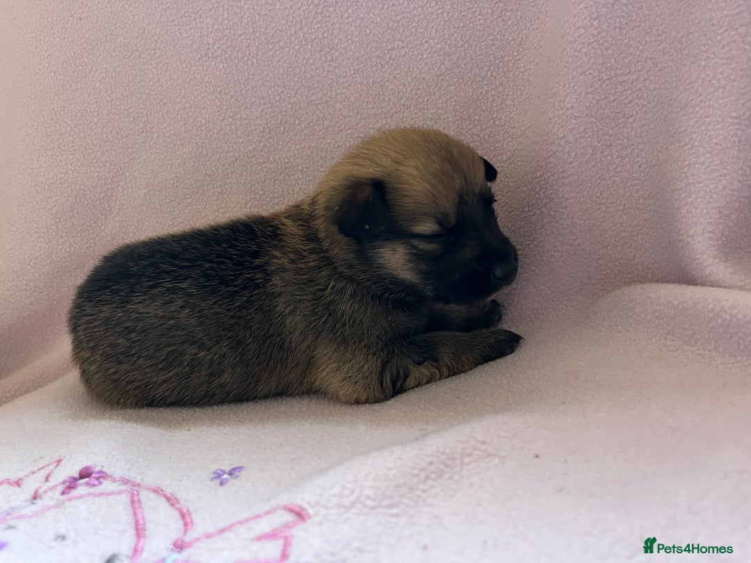 Mixed Breed dogs for sale: belgian malinois mix cross German shepherd  - Advert 13