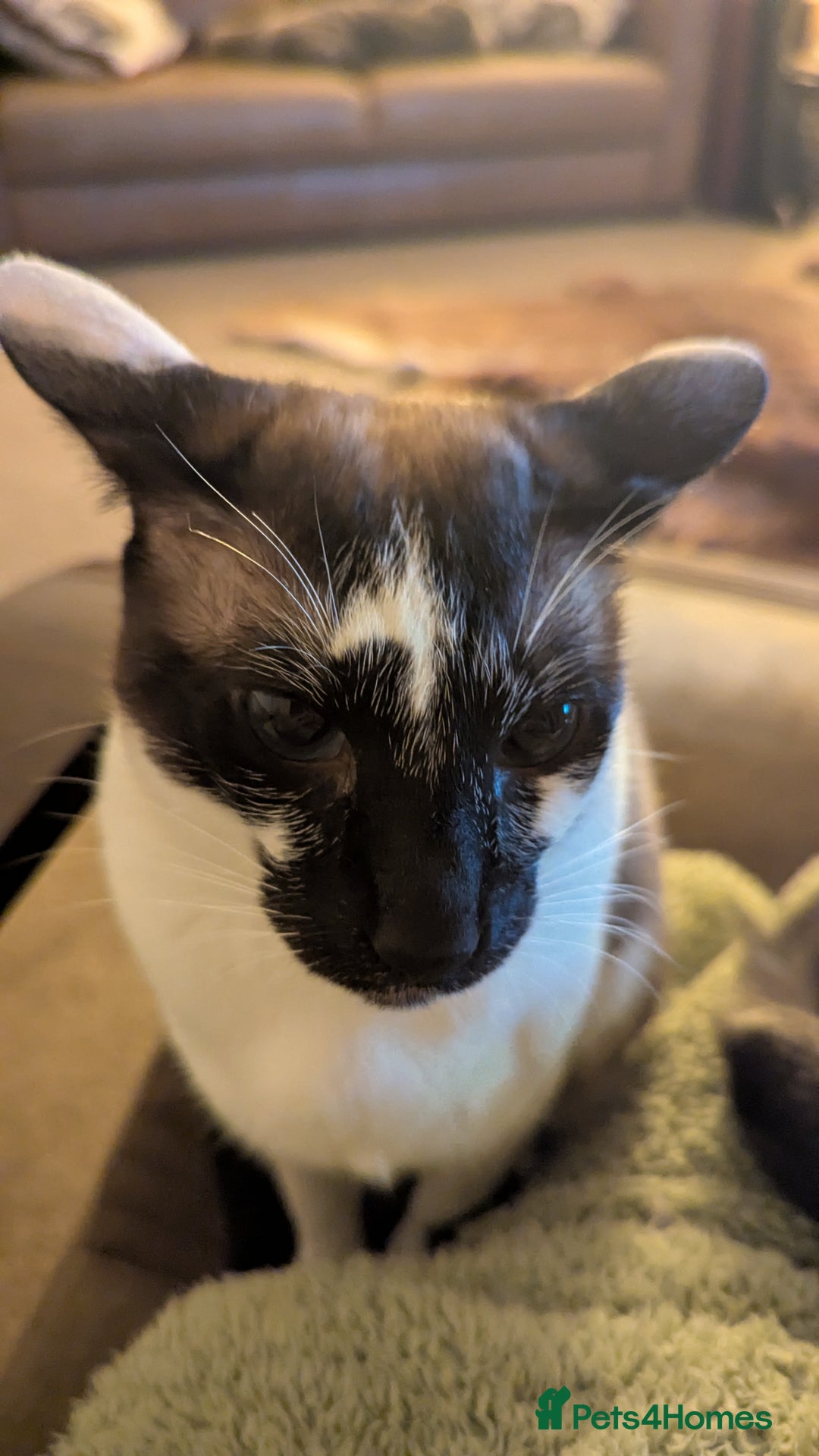 Oriental cats for sale: Blue Eyed Millie 3yr Old Oriental Shorthair Girl - Advert 22