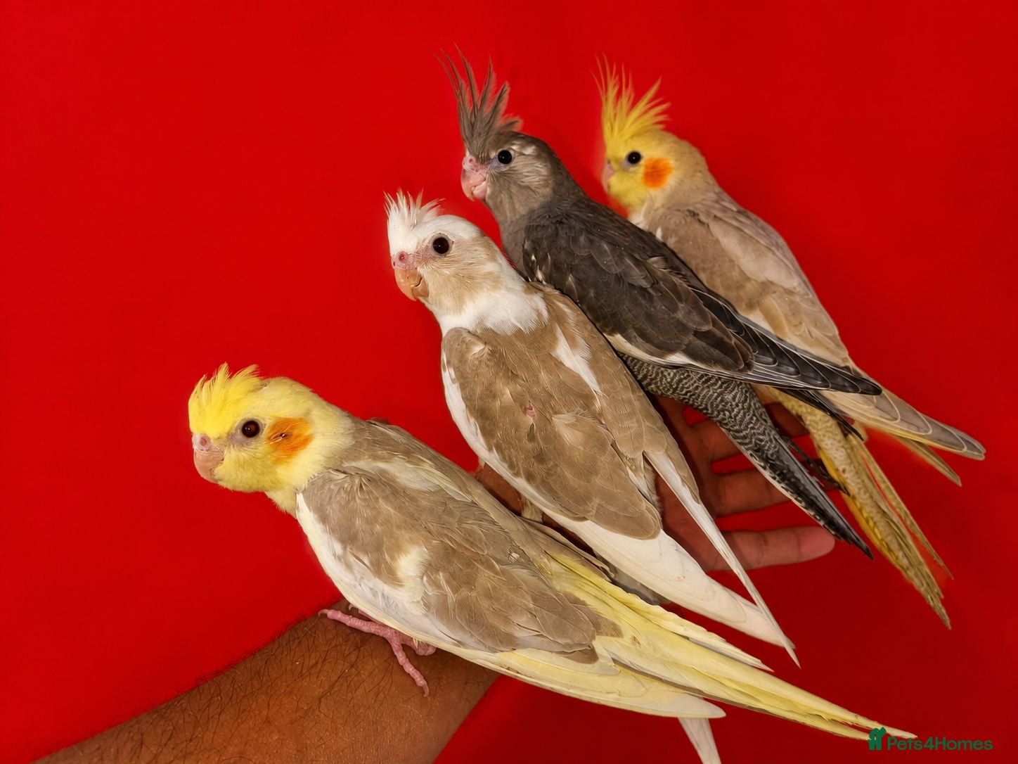 Cockatiels birds Super silly hand tamed baby budgies  - Advert 18