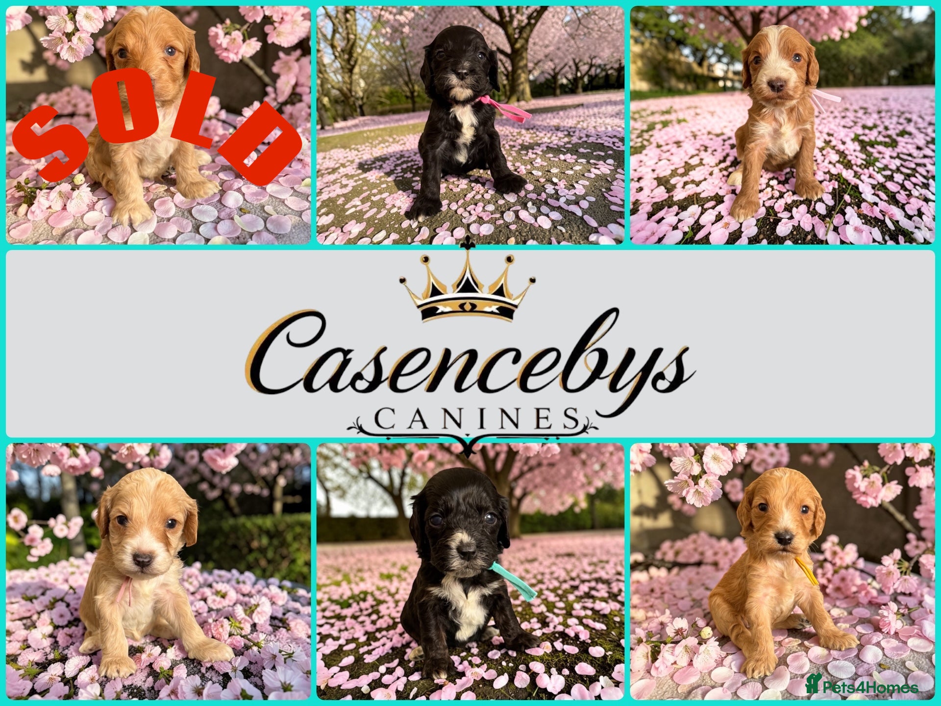 Cockapoo dogs Beautiful DNA clear F1 cockapoos pups - Advert 1