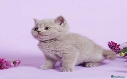 British Shorthair cats for sale: Cute pedigree lilac British shorthair kittens - Image 8