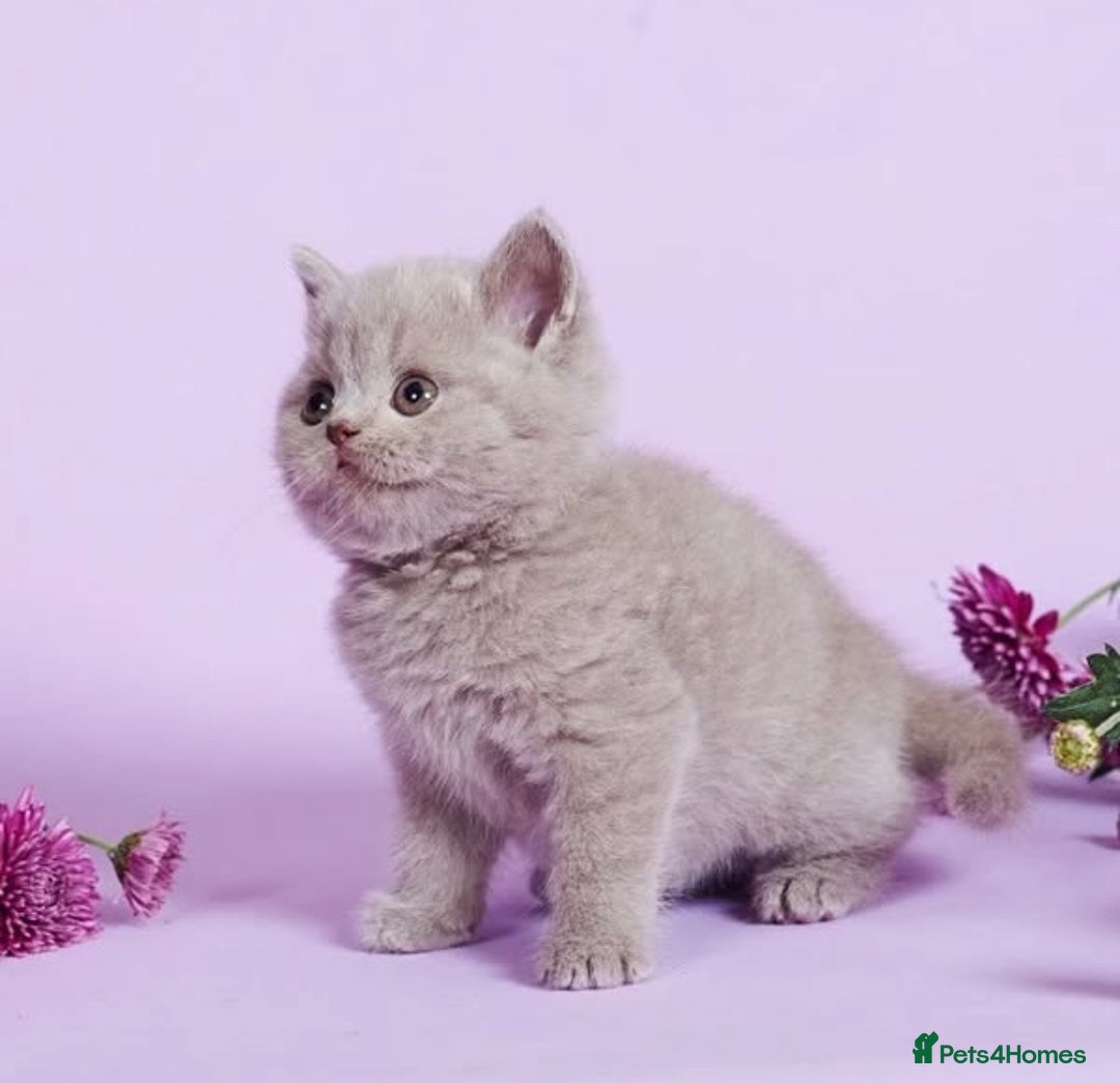British Shorthair cats for sale: Cute pedigree lilac British shorthair kittens - Image 8