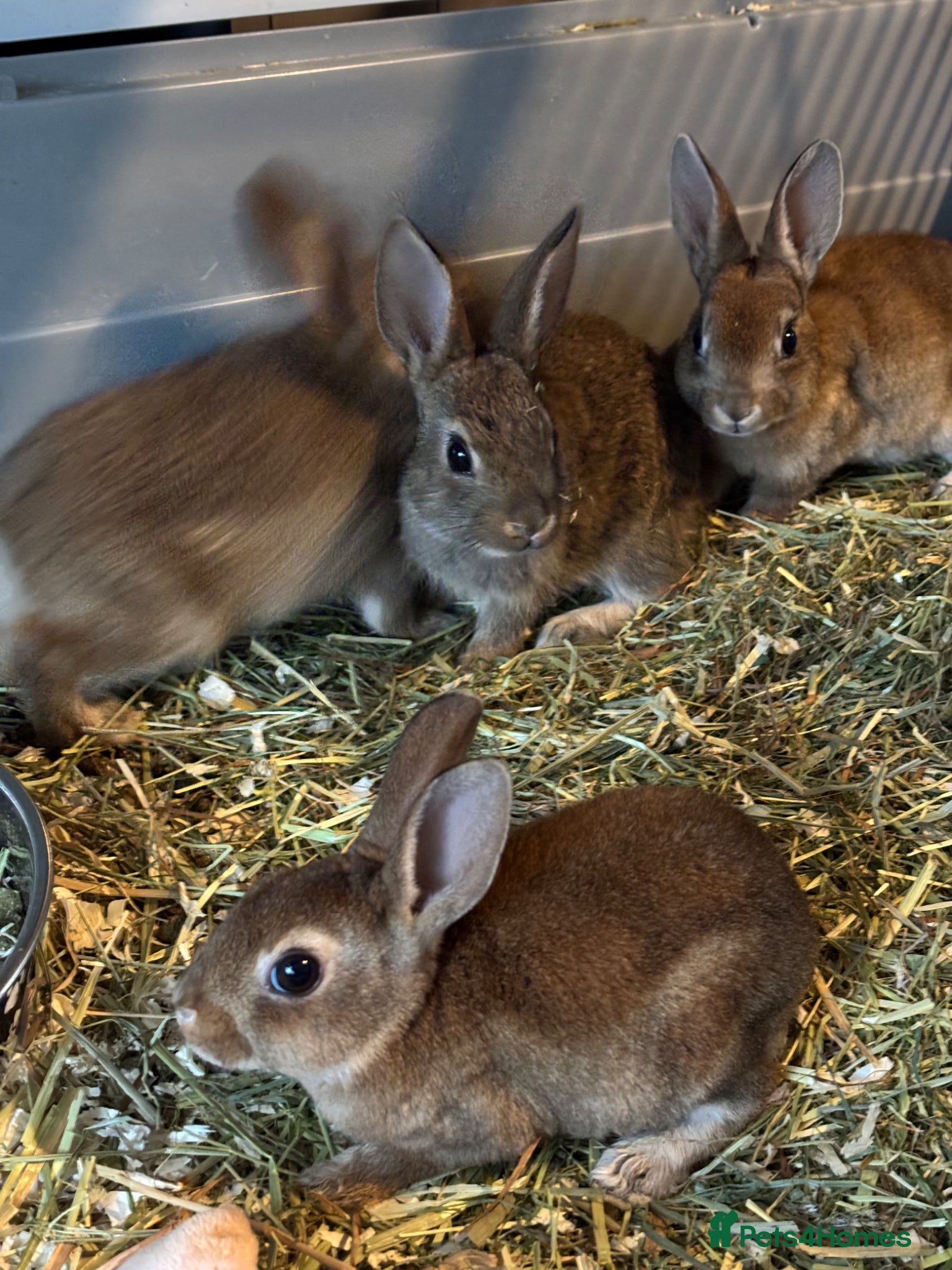 Rex rabbits for sale: Gorgeous velvet Rex babies - Advert 8
