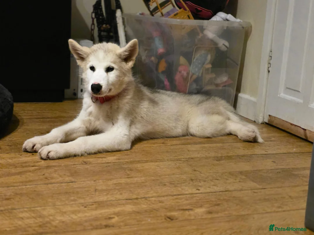 Canadian Eskimo Dog dogs for sale: 17 week old male & female Canadian Eskimo Puppies - Advert 2