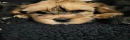 Mixed Breed dogs for sale: Cavapoochon puppies  - Advert 5