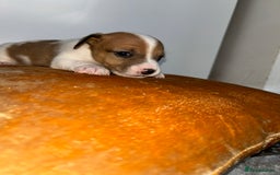 Jack Russell dogs for sale: 3 beautiful Jack Russell’s left 1 girl 2 boys  - Image 9