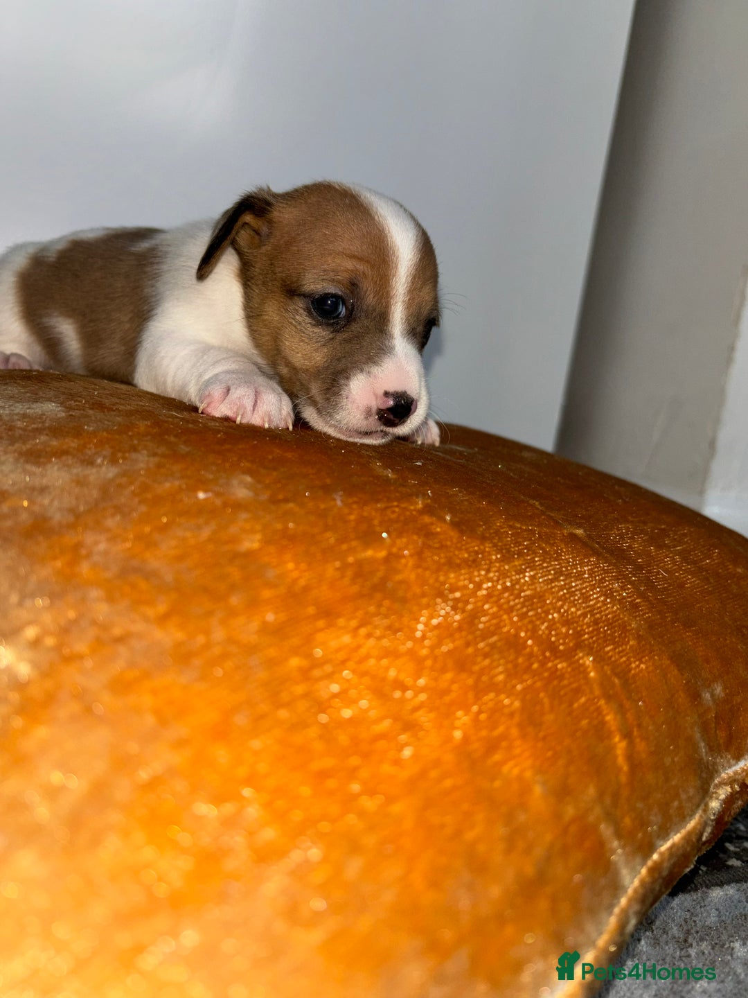 Jack Russell dogs for sale: 3 beautiful Jack Russell’s left 1 girl 2 boys  - Image 9