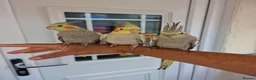 Cockatiels birds for sale: Super hand tamed baby cockatiels  - Advert 4