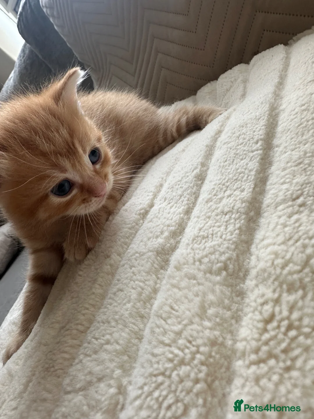Mixed Breed cats for sale: Beautiful little boys  - Advert 9