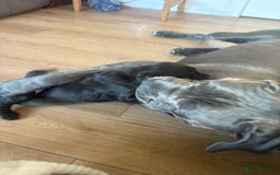 Mixed Breed dogs for sale: 3 beautiful boys for sale  - Image 24