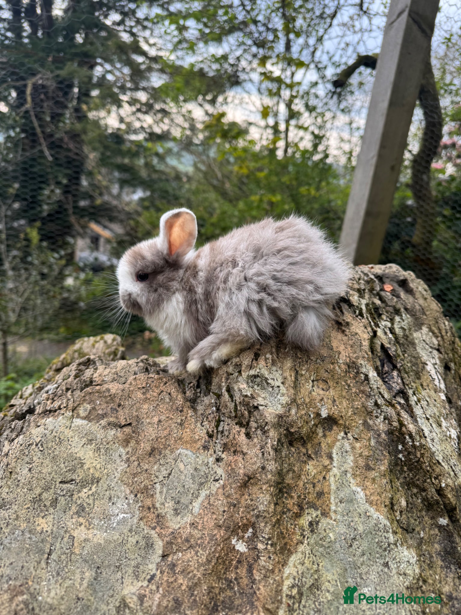 English rabbits 4 x Male rabbits  - Advert 1