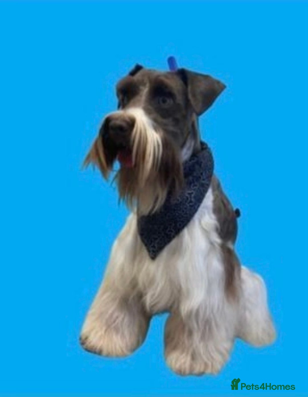 Poodle dogs for stud: KC CHOCOLATE AND WHITE SCHNAUZER STUD MAC +BVA 👍 in Coventry - Advert 15