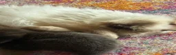 Mixed Breed cats for sale: Beautiful Ragdoll mix - Advert 2