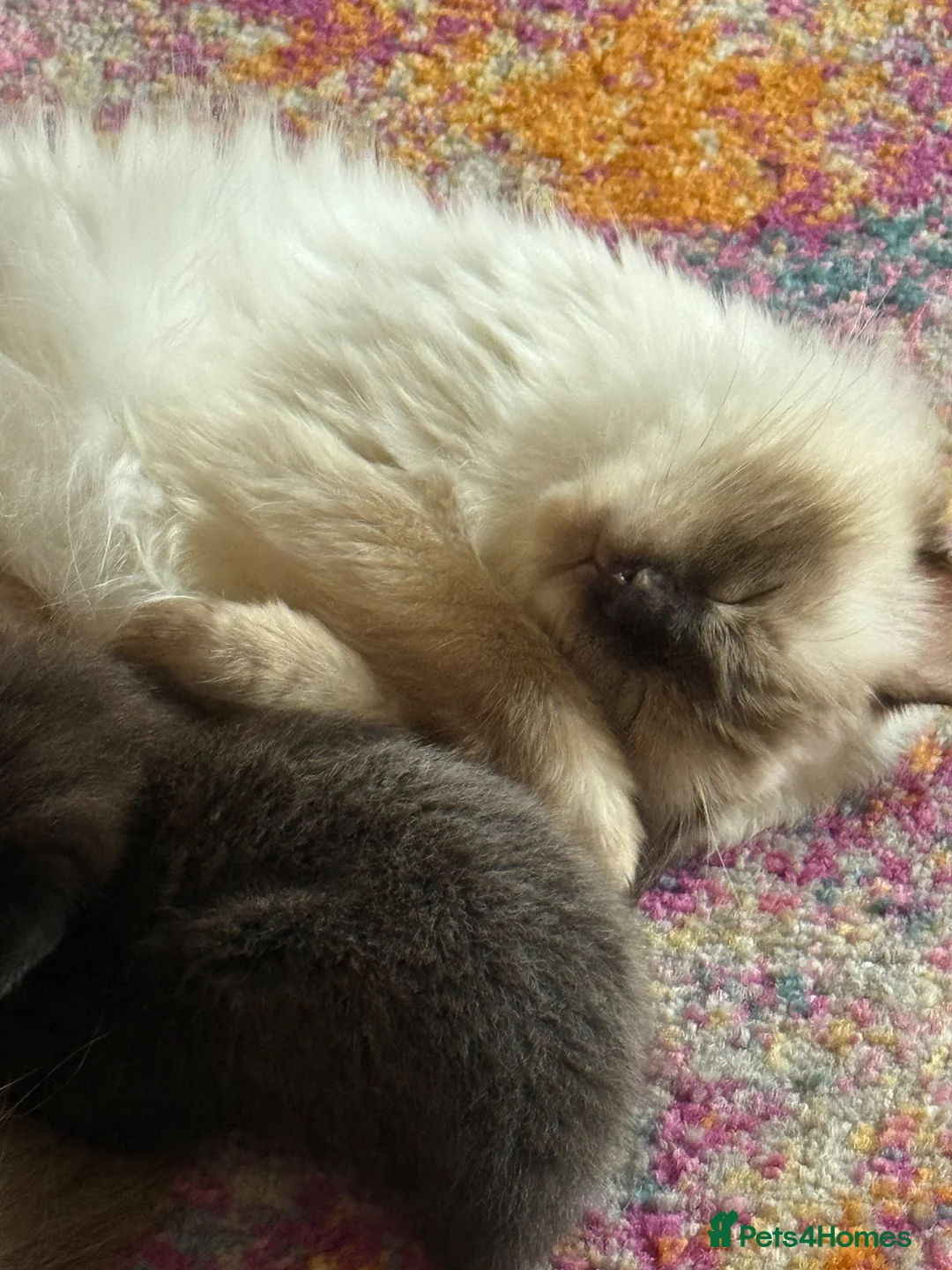Mixed Breed cats for sale: Beautiful Ragdoll mix - Advert 2