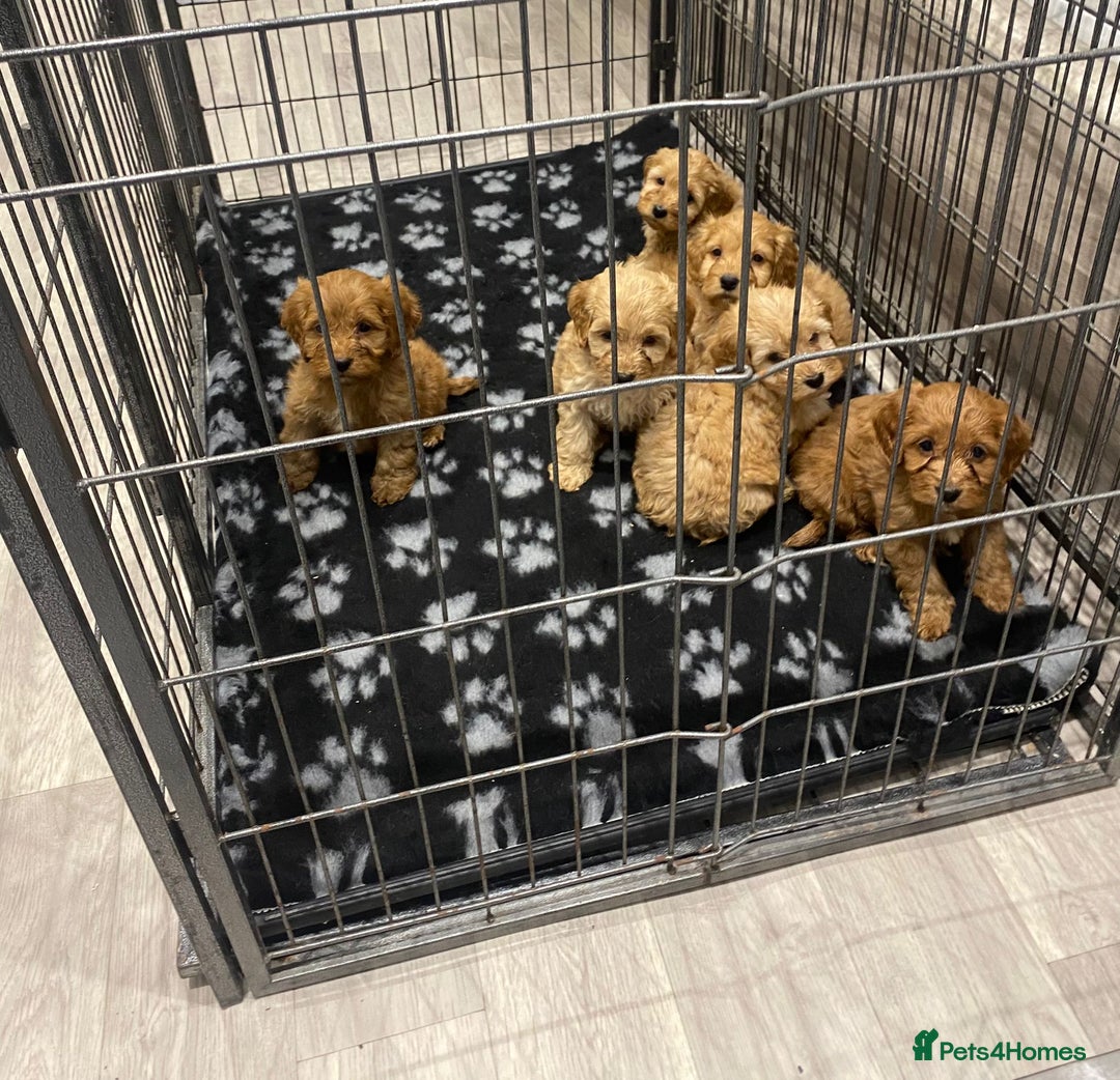 Cockapoo dogs for sale: F1 Red Cockapoo Puppies  - Advert 13