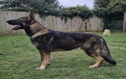 German Shepherd dogs for sale: Superb KC Reg’d German Shepherd - Image 10