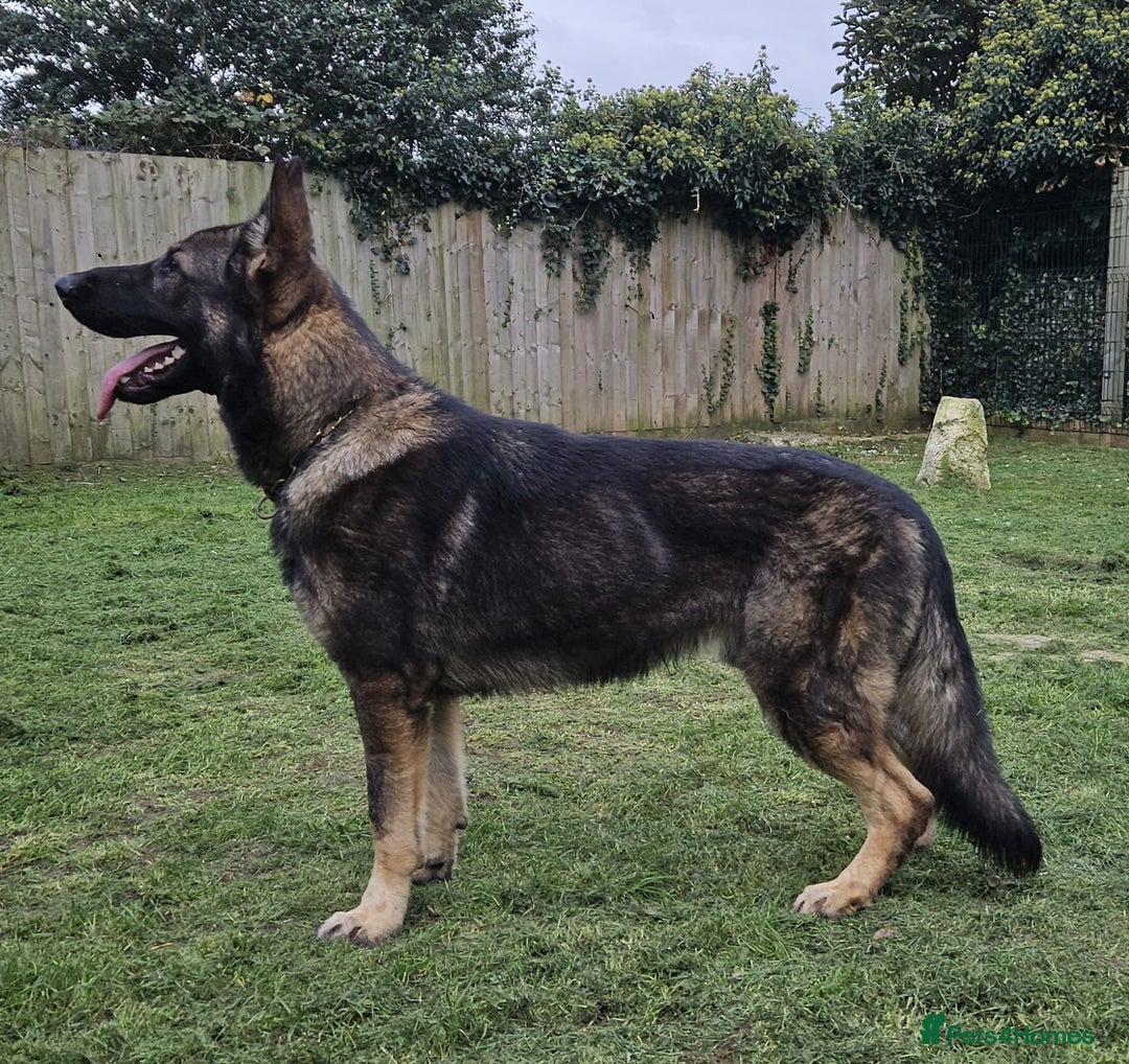 German Shepherd dogs for sale: Superb KC Reg’d German Shepherd - Image 10