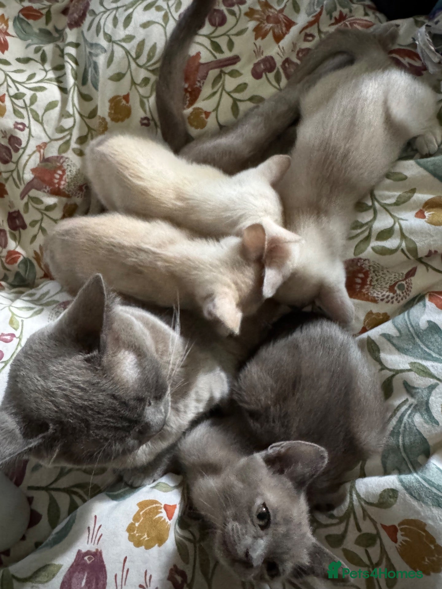 Burmese cats for sale: Gorgeous Playful Loving Burmese Kittens  - Advert 1