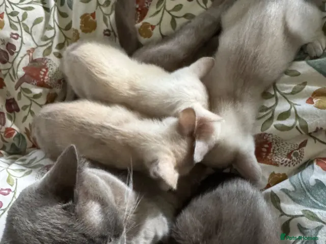 Burmese cats for sale: Gorgeous Playful Loving Burmese Kittens - Advert 1