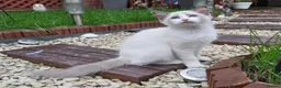 Ragdoll cats for sale: RAGDOLL BICOLOUR GIRL BLUE EYES READY NOW  - Advert 14