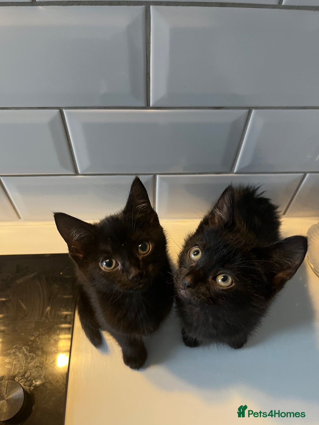 Sphynx cats for sale: 2 left! Sphynx elf X British short hair  - Advert 3