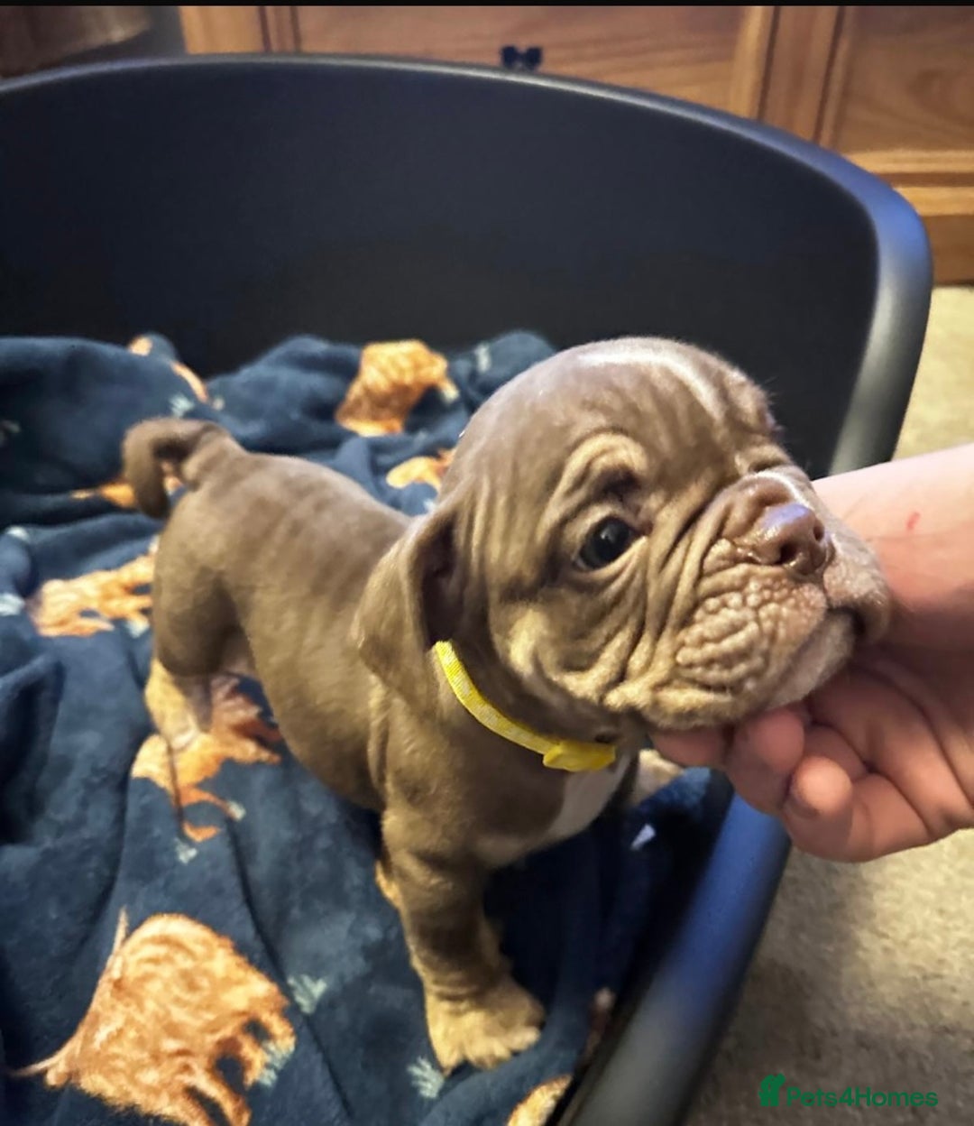Mixed Breed dogs for sale: Old Tyme And English bulldog puppies - Advert 12