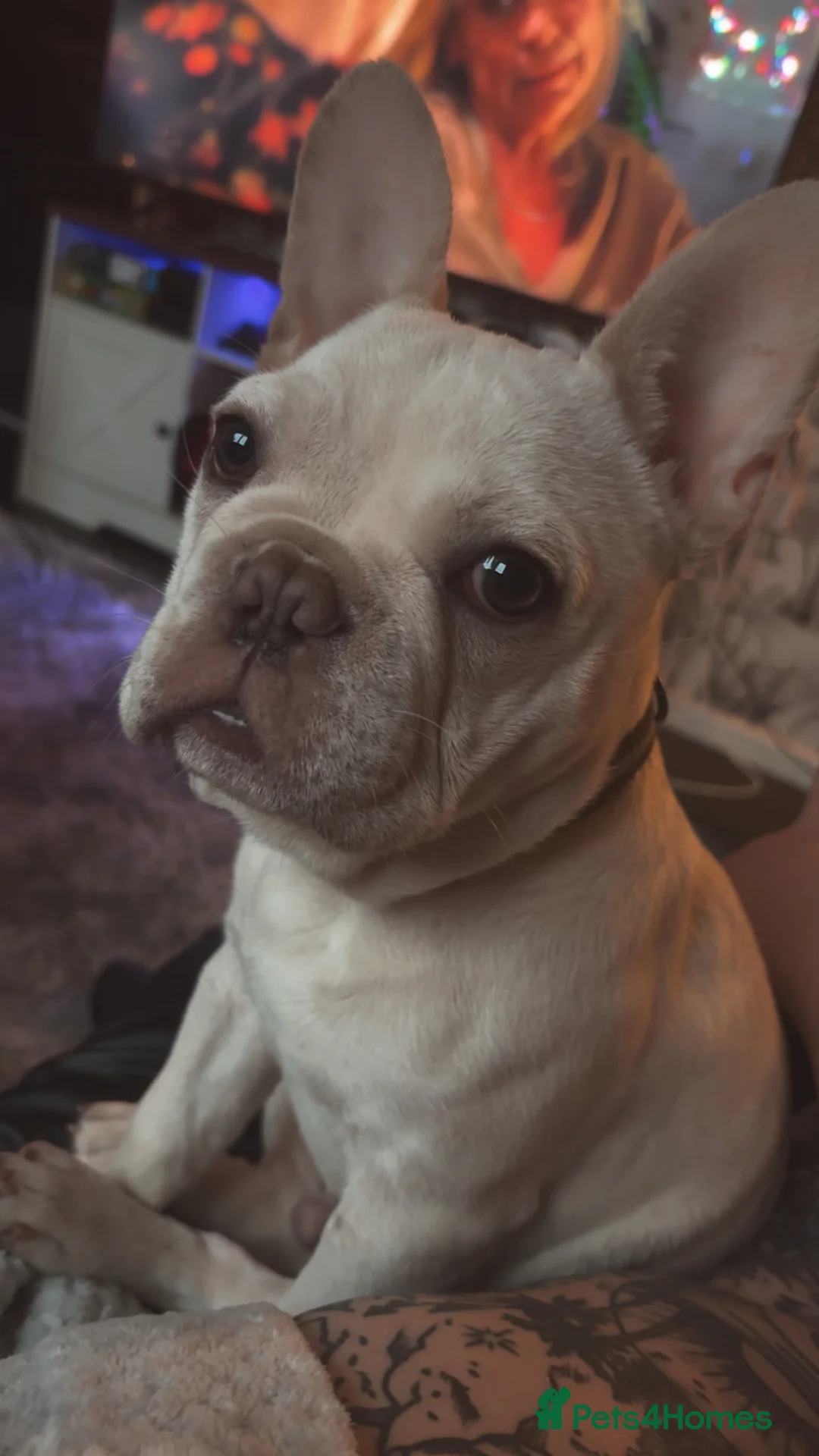 French Bulldog dogs for sale: 7 month old French bulldog  - Advert 1