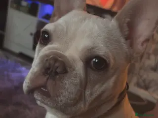 French Bulldog dogs 7 month old French bulldog in Rotherham - Advert 1