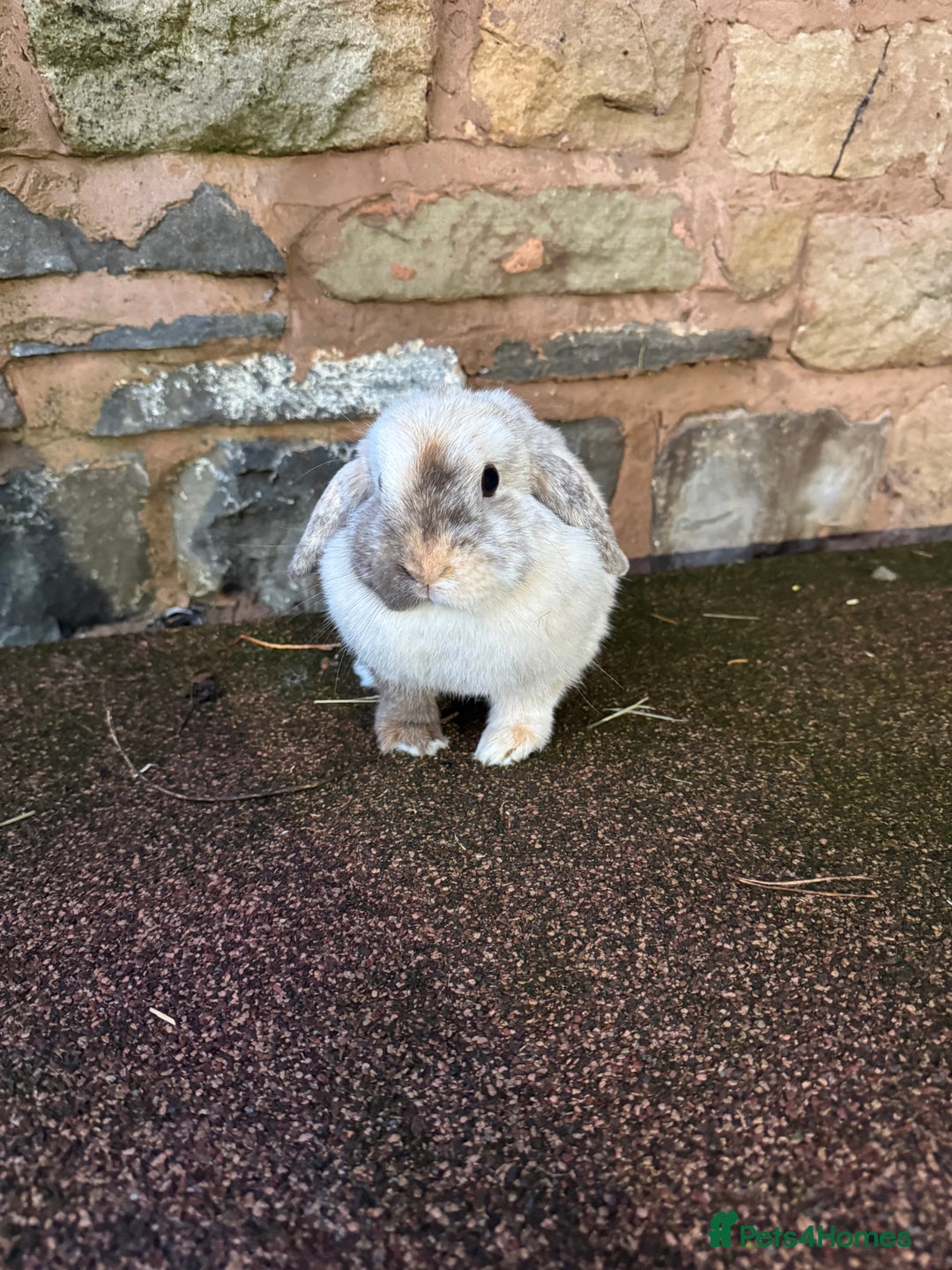 Mini Lop rabbits for sale: Lilac self buck chocolate harli female mini lops  - Advert 8