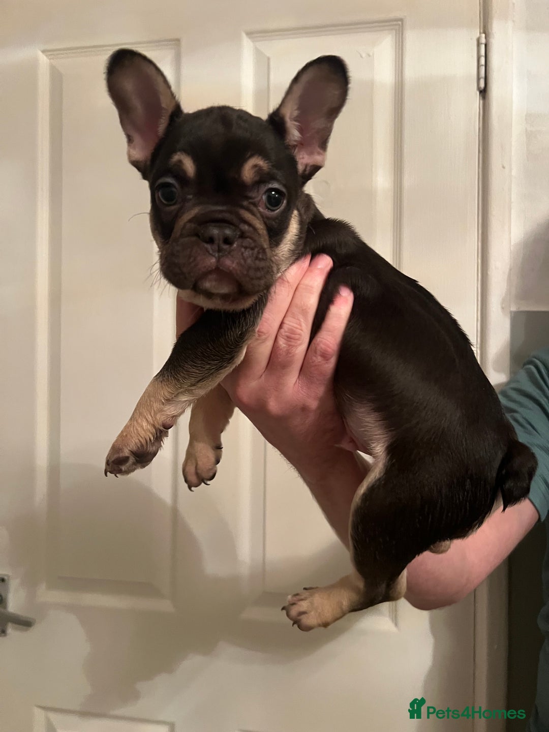 French Bulldog dogs for sale: French bulldog pups  - Advert 2