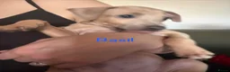Italian Greyhound dogs for sale: Italian Greyhound pups  in Sutton-in-Ashfield - Advert 7