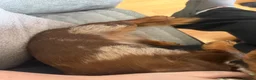Miniature Dachshund dogs for sale: 1 year old miniature dapple long haired dashound in Newhaven - Advert 3