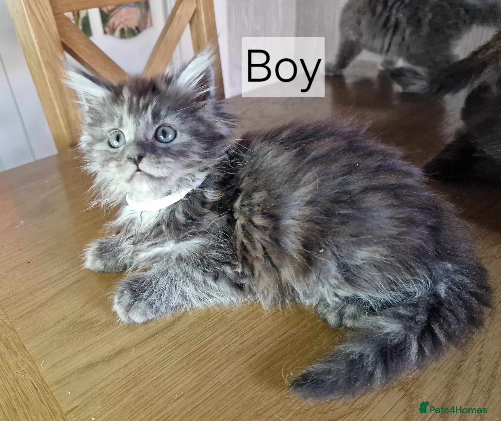 Maine Coon cats for sale: 8 maine coon kittens ready in Bury in Bury - Advert 15