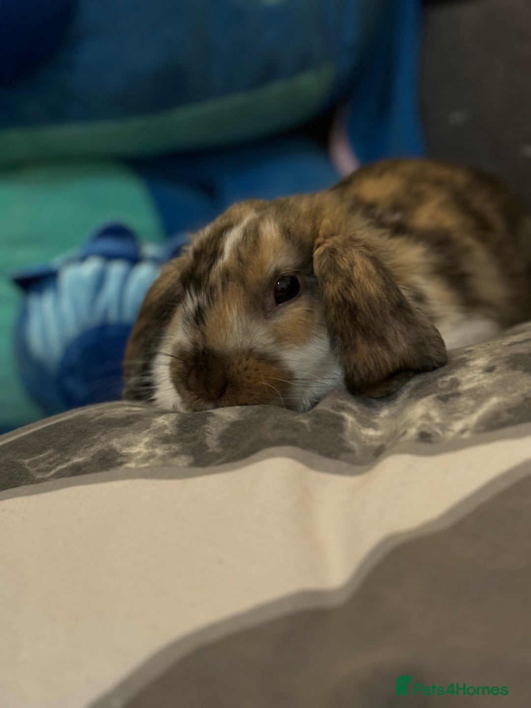 Dwarf Lop rabbits for sale: 2 Dwarf lop x mini lop rabbits  - Image 4