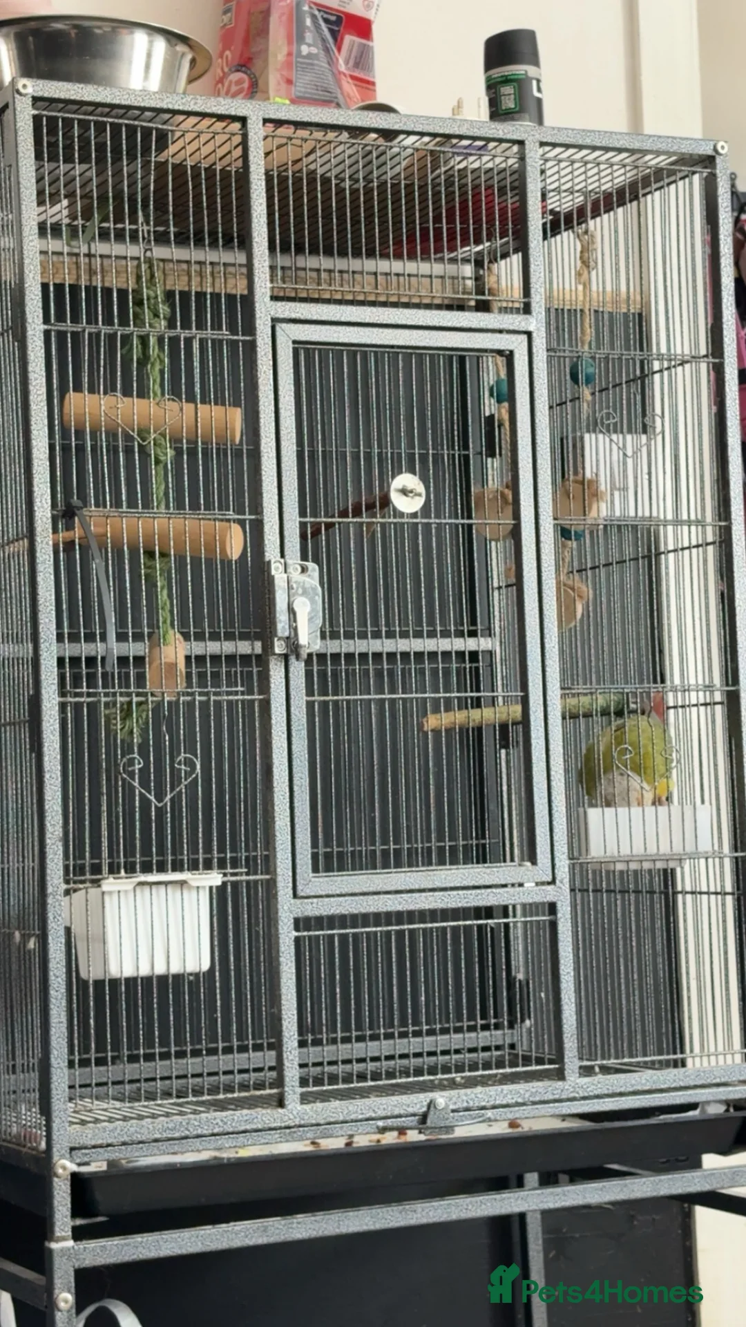 Conures birds for sale: Adult conure and cage  - Advert 3