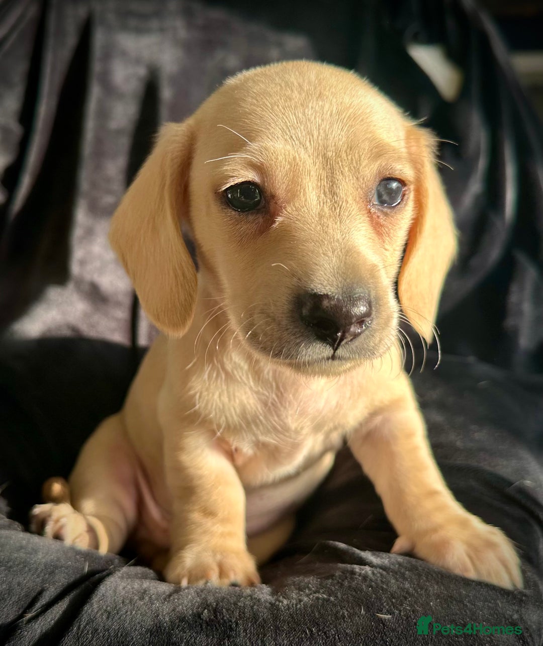 Miniature Dachshund dogs for sale: Miniature dachshund puppies  - Advert 15