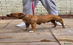 Staffordshire Bull Terrier dogs for sale: Adult Stunning Bomb Proof Staffy Girl - Image 8