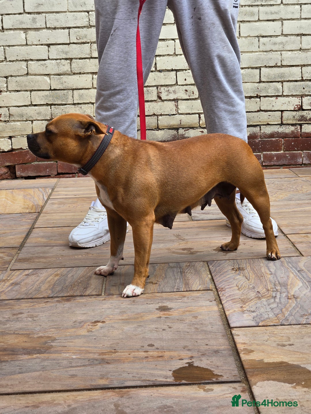 Staffordshire Bull Terrier dogs for sale: Adult Stunning Bomb Proof Staffy Girl - Image 8