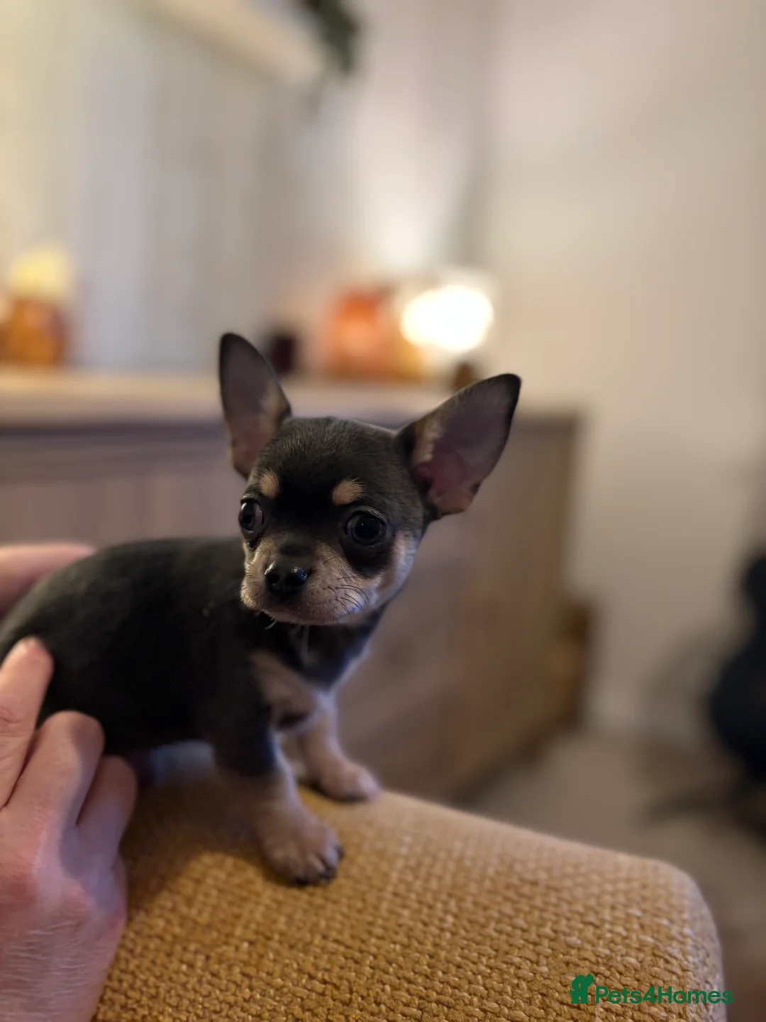 Chihuahua dogs for sale: 🤩🤩🤩All RESERVED 🤩🤩🤩 - Advert 2