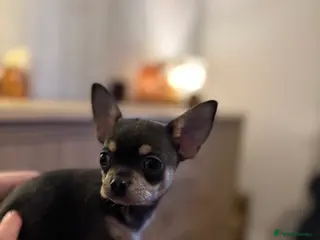 Chihuahua dogs 💛Gorgeous Gilbert💛LAST BOY READY 13/03/26 💛💛💛 - Advert 10