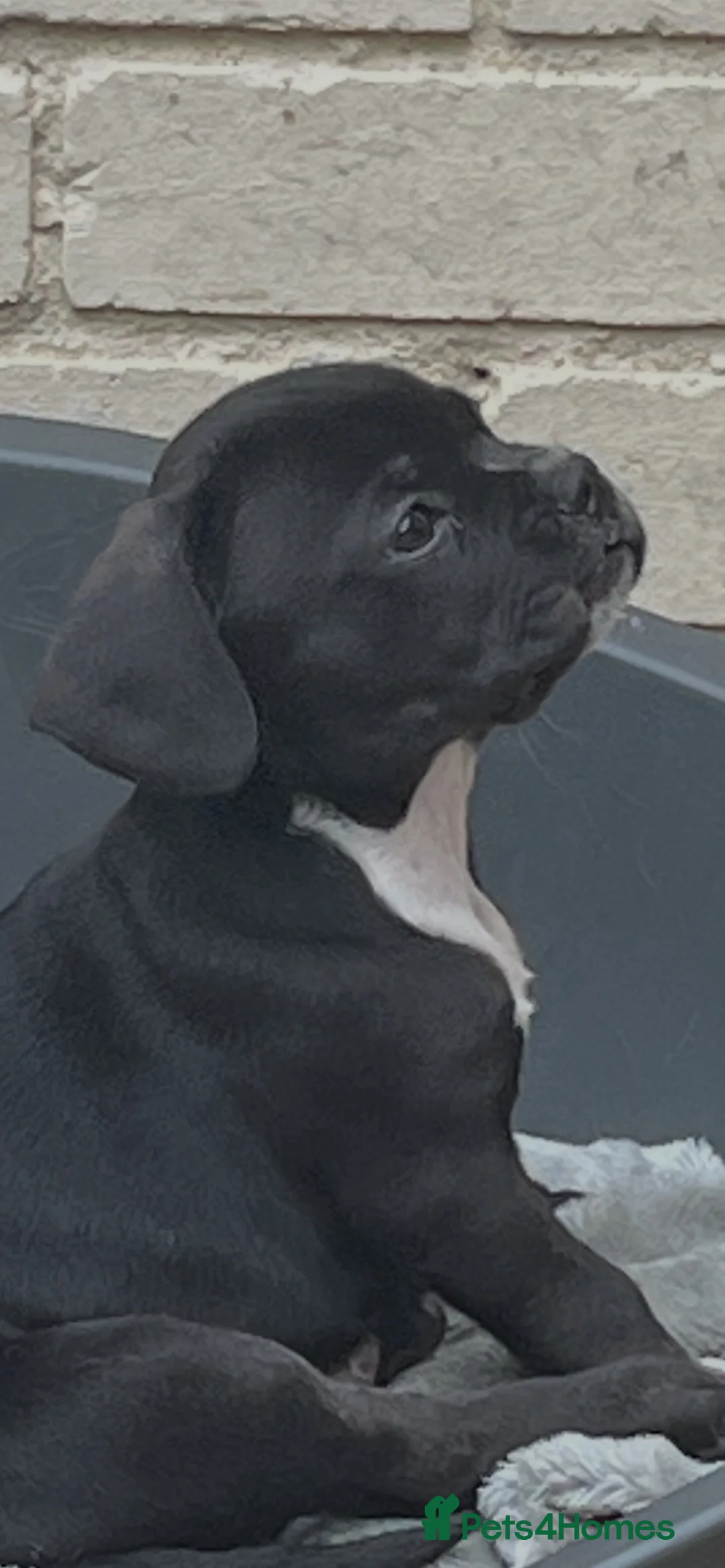 Mixed Breed dogs for sale: Boston cross frenchie - Advert 2
